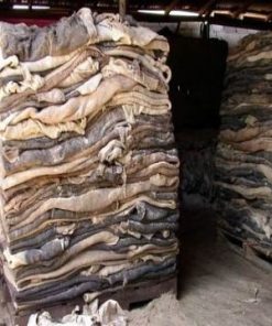 Best Quality Wet Salted Cow Hides and Cow Head Skin