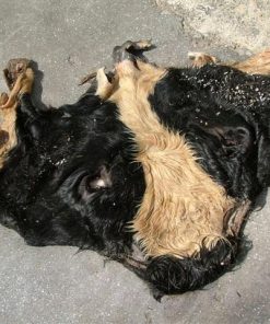 Wet salted cow head skin for sale