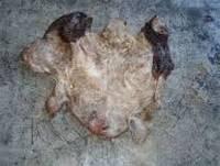 Wet Salted Cow Head Skins