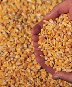 Corn for animals