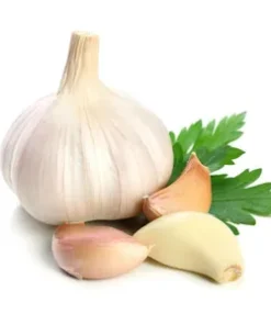 GARLIC