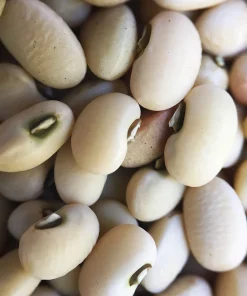 Cream Beans
