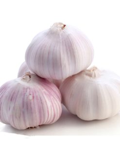 Normal white garlic