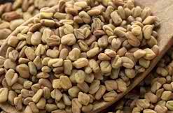 Fenu Seed