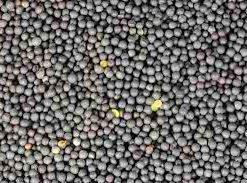 Rape Seeds