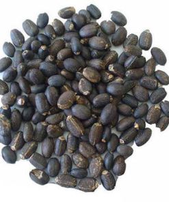 Jatropha Seeds