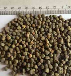 Vetch Seeds (Chilban)