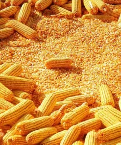 YELLOW MAIZE