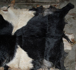 Wet and Dry Salted Cow Hides