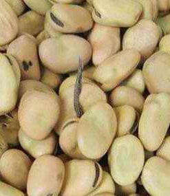 Single Herb Horse Beans