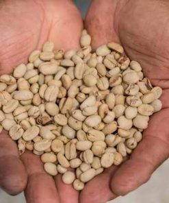SIDAMO SUN DRIED AND WASHED COFFEE